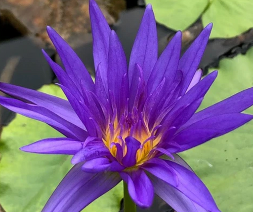 Tropical Lily - ISLAMORADA