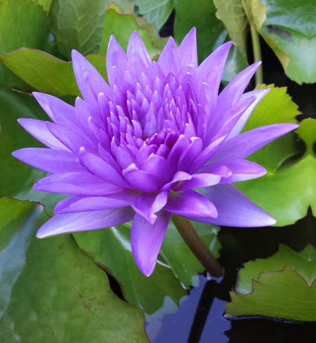 Tropical Lily - KING OF SIAM