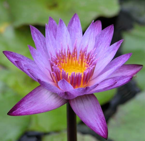Tropical Lily - LINDSEY WOODS