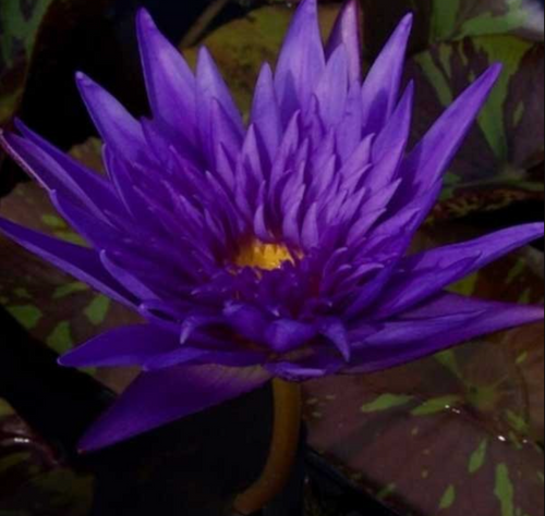 Tropical Lily - MIDNIGHT