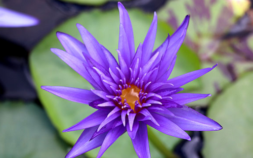 Tropical Lily - MIDNIGHT SERENADE