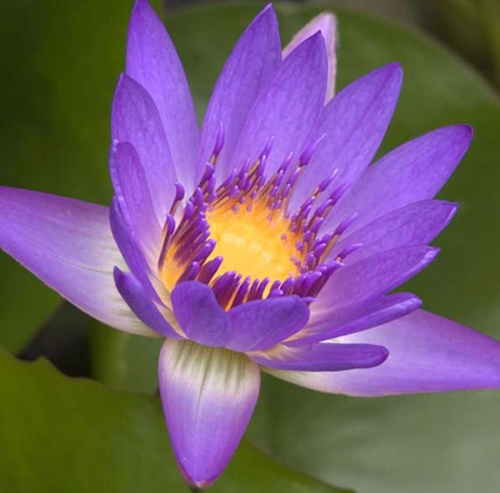 Tropical Lily - TINA