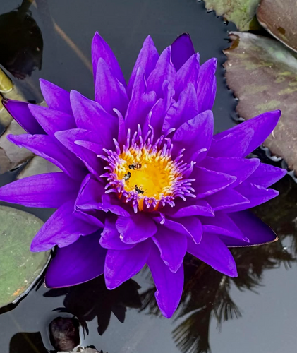 Tropical Lily - ULTRA VIOLET