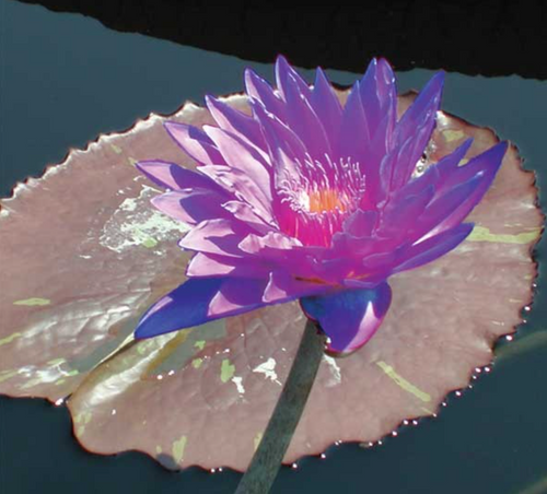 Tropical Lily - WILLIAM MCLANE