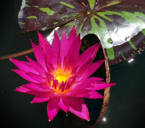 Tropical Lily - DORIS HOLT