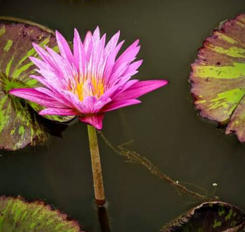 Tropical Lily - PEPPERMINT SPLASH