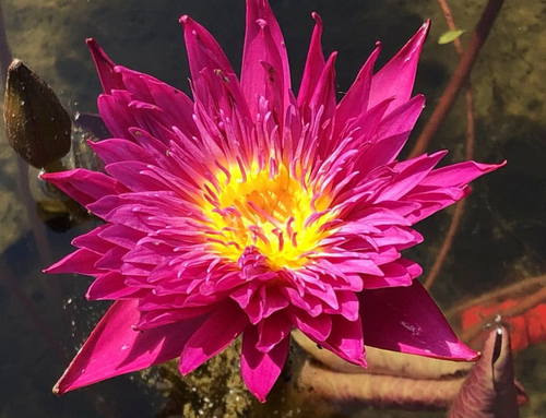 Tropical Lily - RENEGADE 2