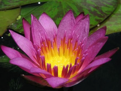 Tropical Lily - RUBY