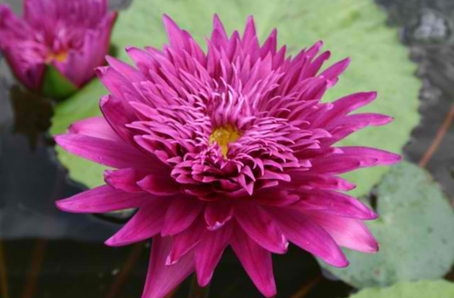 Tropical Lily - SCARLET FLAME