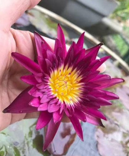 Tropical Lily - VIRGINIA MCLANE