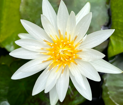 Tropical Lily - CRYSTAL