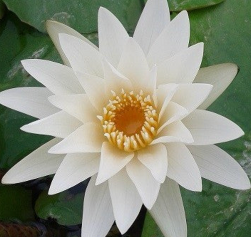 Tropical Lily - INNOCENCE