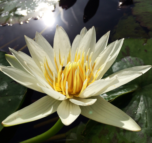 Tropical Lily - MARIAN STRAWN