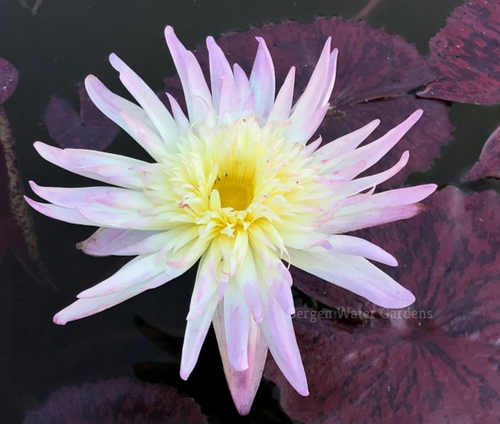 Tropical Lily - RACHEL PRESNELL