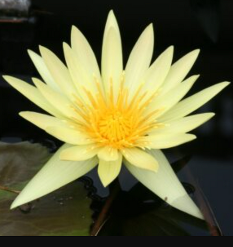Tropical Lily - STAN SKINGER