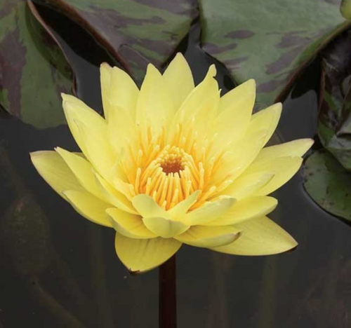 Tropical Lily - TRAIL BLAZER