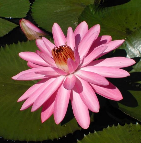 Tropical Lily - MRS. G.C. HITCHCOCK