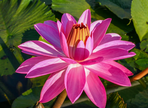 Tropical Lily - ROSA DE LA NOCHE