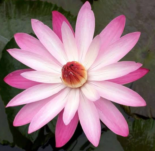 Tropical Lily - TEXAS SHELL PINK