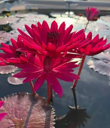 Tropical Lily - RED FLARE