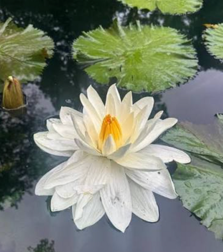 Tropical Lily - MISSOURI