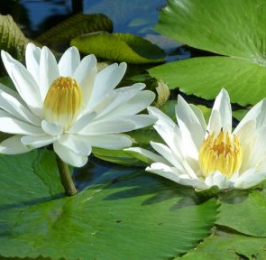 Tropical Lily - TRUDY SLOCUM