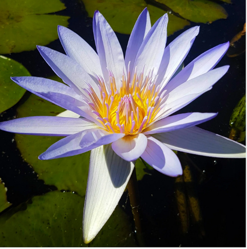 Tropical Lily - WOOD'S WHITE KNIGHT