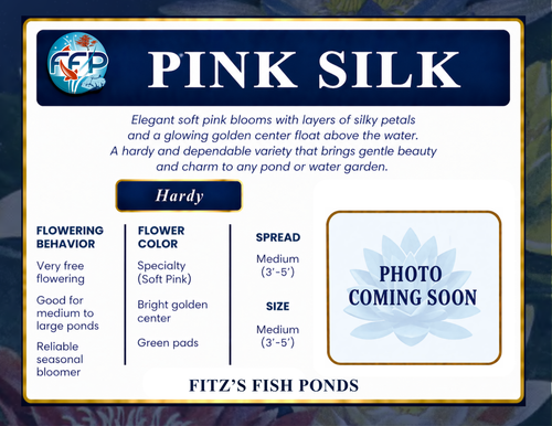 Hardy Lily - PINK SILK