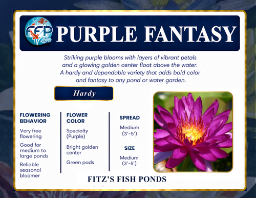 Hardy Lily - PURPLE FANTASY