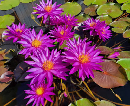 Hardy Lily - PURPLE FANTASY
