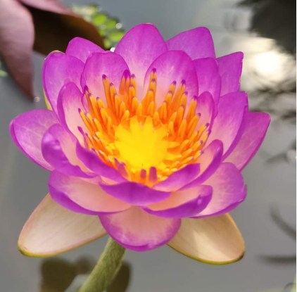 Tropical Lily - QUEEN SIRIKIT