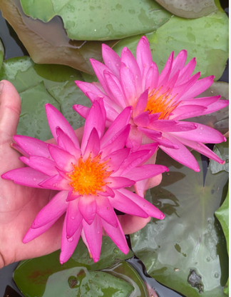 Tropical Lily - TROPIC STAR
