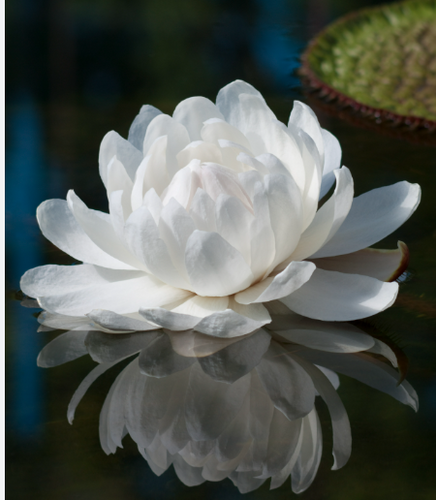 Tropical Lily - VICTORIA AMAZONICA