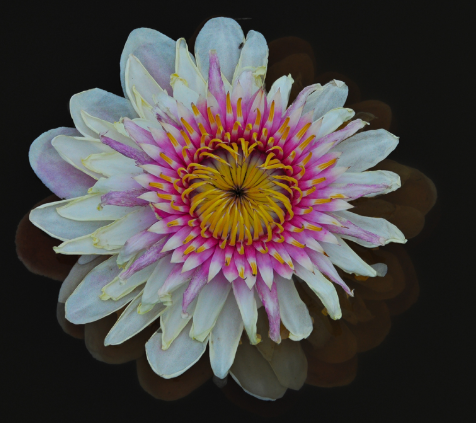 Tropical Lily - VICTORIA CRUZIANA