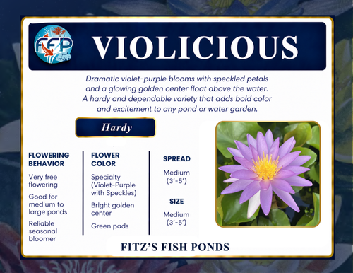 Hardy Lily - VIOLICIOUS