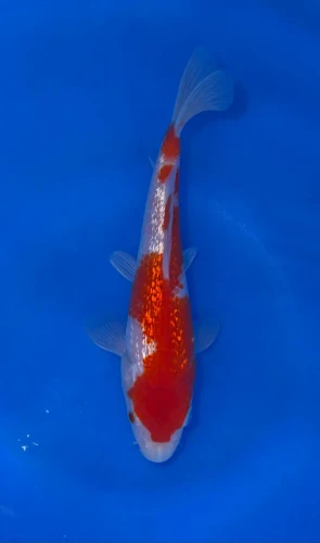 15cm Japanese Imported Ginrin Kohaku – Maruhiro – QT9 - 62