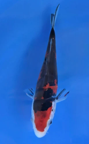 16cm Japanese Imported Doitsu Sanke - QT7-129