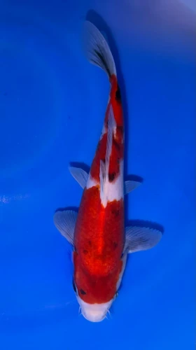 24cm Japanese Imported Sanke - Marusei - A6-47