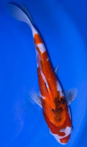 31cm Japanese Imported Sanke - Marusei - A6-46