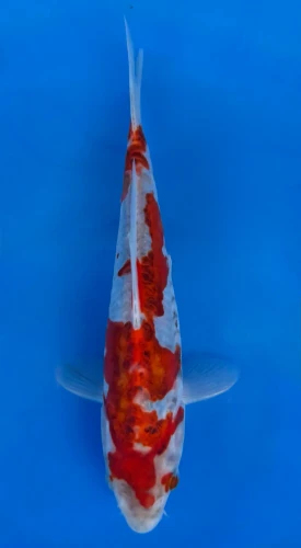 16CM Japanese Imported - Doitsu Goshiki - Aokiya - QT7 - 125
