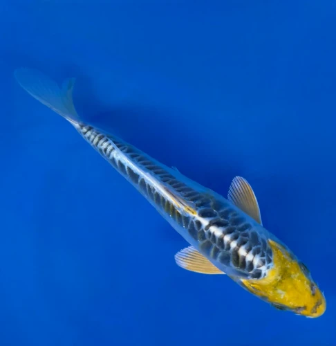 16CM Japanese Imported - Yellow Dragon (Ki Kikokuryu) - Aokiya - QT7 - 121