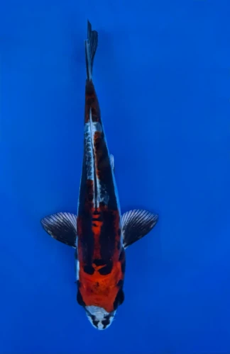 16CM Japanese Imported - Beni Kikokuryu - Aokiya - QT7 - 120