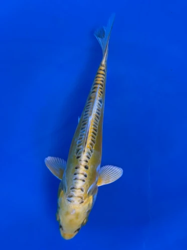16CM Japanese Imported - Yellow Dragon (Ki Kikokuryu) - Aokiya - QT7 - 119