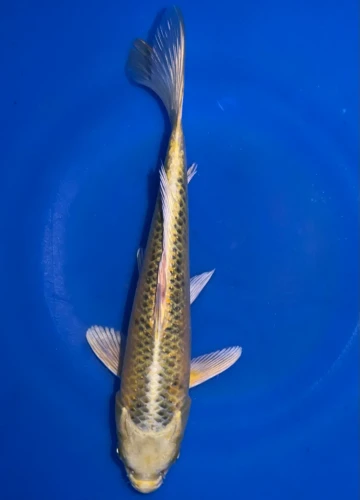 21cm Japanese Imported Ki Matsuba - Marusei - A6-38