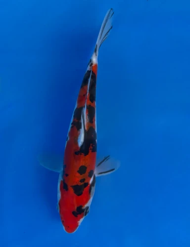 16CM Japanese Imported - Doitsu Showa - Aokiya - QT7 - 118