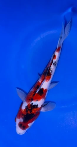 23cm Japanese Imported Showa - Marusei - A6-36
