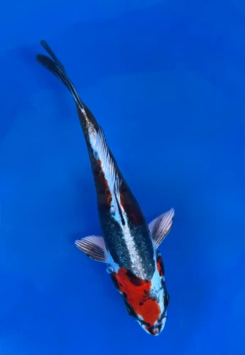 15CM Japanese Imported - Beni Kikokuryu - Aokiya - QT7 - 115