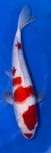32cm Japanese Imported Kohaku - Marusei - A6-34