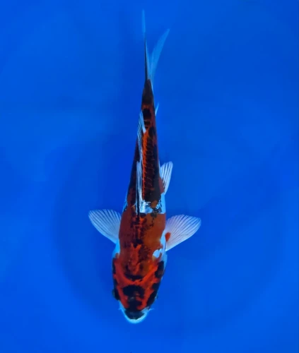 15CM Japanese Imported - Beni Kikokuryu - Aokiya - QT7 - 114