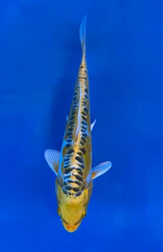 15CM Japanese Imported - Yellow Dragon (Ki Kikokuryu) - Aokiya - QT7 - 112